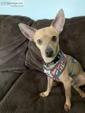 Young male chihuahua