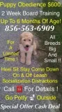 Puppy obedience training deal