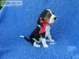 Basset hound puppies