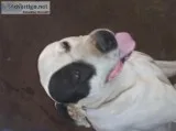 Free dog