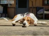 Walker Coonhound