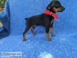 Mini pincher Puppies