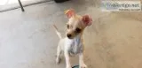 5 month old chihuahua terrier mix