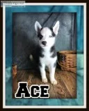 Ace Male Siberian Husky