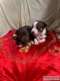 Chihuahua