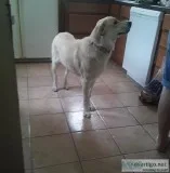 Free large puppy