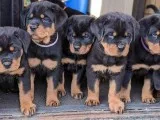chunky rottweiler pups