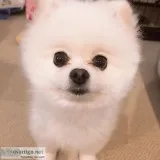 Pomeranian puppies for adoption
