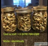 Dried Shrooms &quotMushrooms&quot 