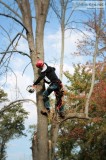 Tree Services Sydney