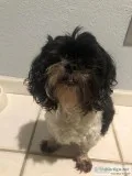 Lovable Shih Tzu Maltese mix