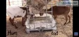 Livestock feeder