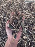 Lot Clearing and Underbrushing Services