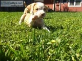 Free to good home 5weeks old