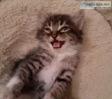 Baby Kittens