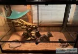 Bearded Dragon with Cage
