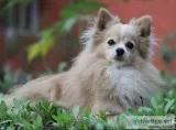 Healthy Dog Tips to Follow- Flauntpet