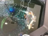Japanese Koi Fish