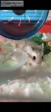 Dwarf Hamster