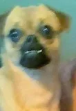 Stolen Dog