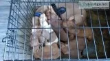 Pit bull puppies