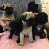 Very playful Male and female Pug Puppies