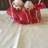 Smart Maltase puppies for sale to good homes