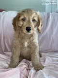 Mini Golden Doodle