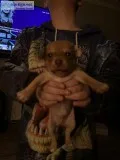 4 week old puppies for sale