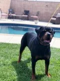 Male Stud Rottweiler