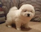 Talented Chow Chow puppies for sale