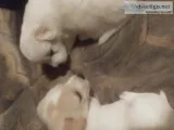Ratchi puppies