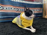 Needed dog sitter for 3 year old Boston Terrier asap