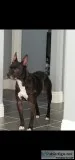 10 Year old pit mix