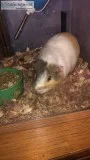 Guinea pigs