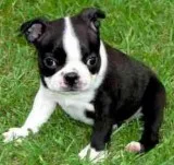 GARETAkc Boston Terrier puppies for sale