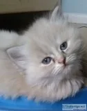 Precious Himalayan Kittens