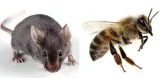 Pest Control Management Singapore  Conquer Pest