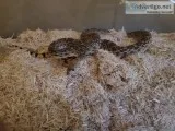 Sonoran Gopher Snake