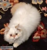 Persian Pretty White and Gold tips