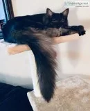 Mainecoon Blacksmoke  6 mos old