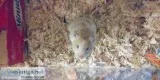 2 hamsters