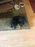 AKC Black Labrador Puppies