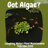 Got Algae