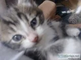 Cute kittens for sale