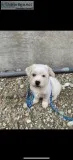 Male Shih Tzu Terrier andassessories