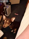 7 month old min pin