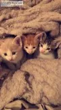 Free kittens 8 weeks old