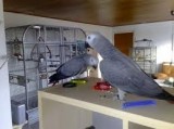 A pair of talking african grey parrots