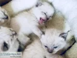 Siamese Himalayan kittens NJ